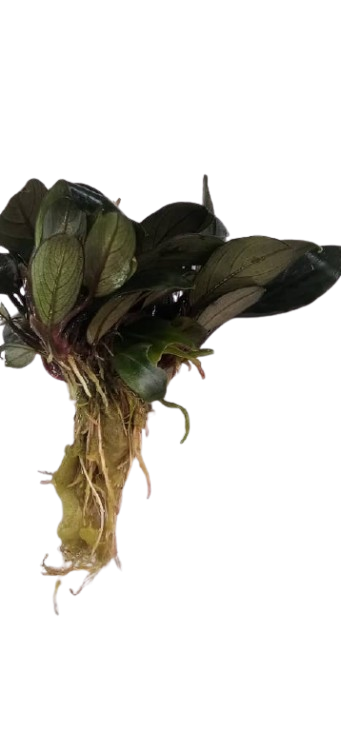 گیاه بوسفلاندرا اس پی دارک استم وارداتی