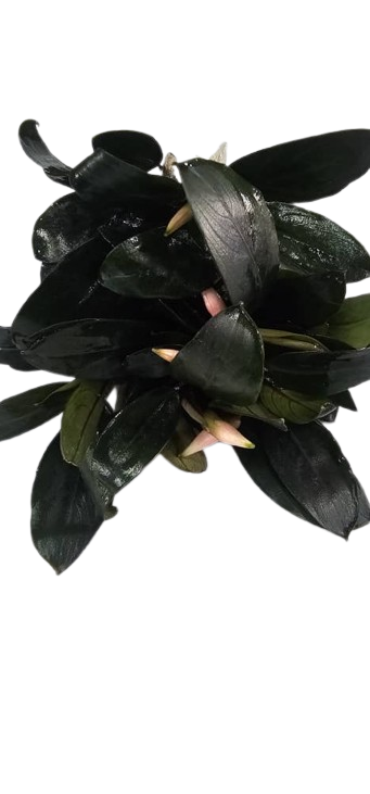 گیاه بوسفلاندرا اس پی دارک استم وارداتی