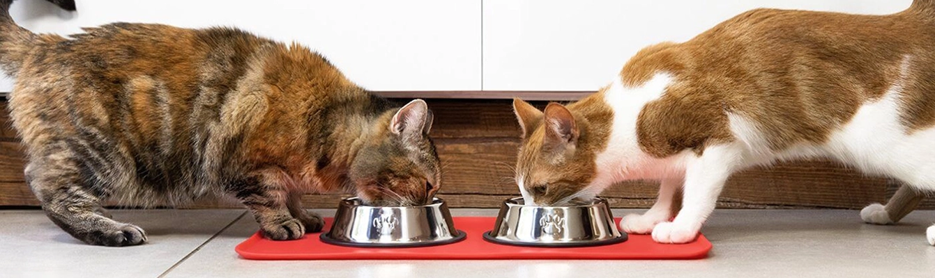 راهنمای ساده و کاربردی تغذیه گربه‌ها؛ خشک، مرطوب، مکمل