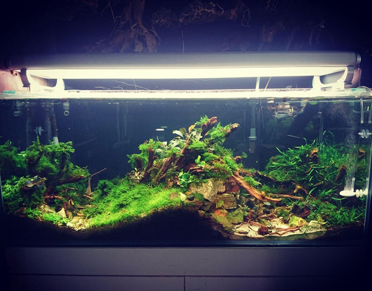 چرا گیاهان آکواریوم من خراب میشوند؟