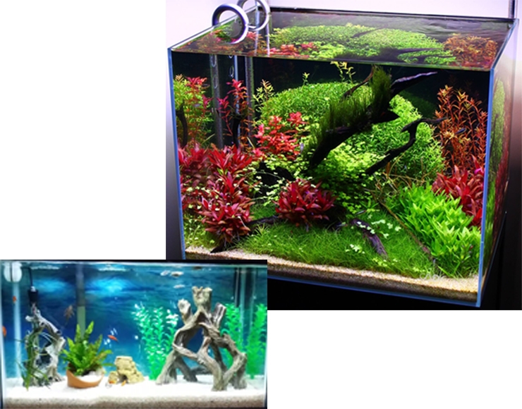 تفاوت آکواریوم گیاهی با آکواریومی که گیاه دارد
