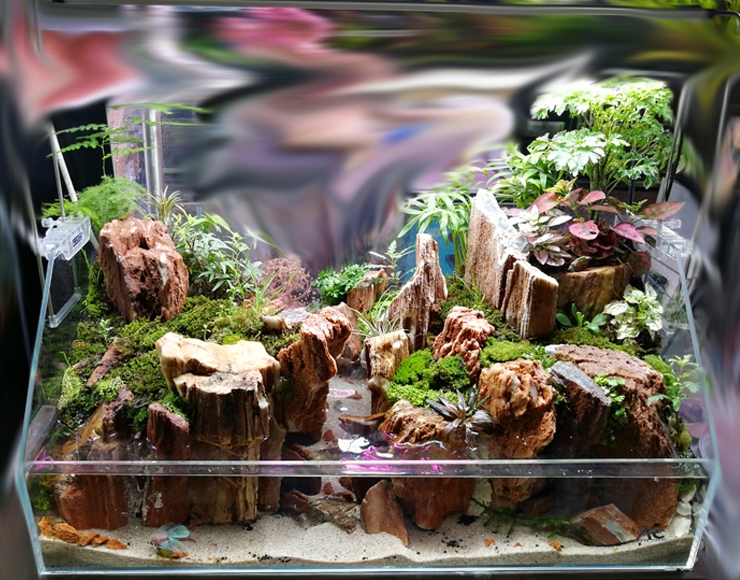 پالاداریوم